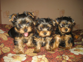 Йоркширские курносики)