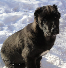 Щенок Алабая