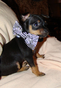 щенок той-терьера