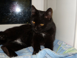 Отдаю в дар кошечку 2