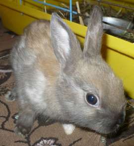 Карликовые декоративные кролики