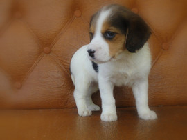 Бигль девочка 10 000руб.