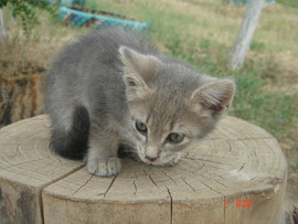 Отдам в добрые руки 2