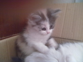 Отдам котят в добрые руки