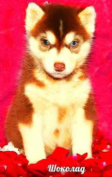 Щенки Хаски