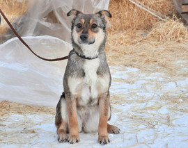 Миниатюрная и жизнерадостная Лола ищет дом!