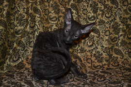 Роскошная девочка Корниш рекса 3