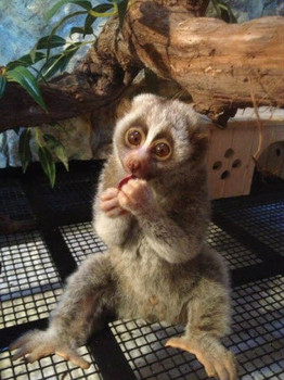 Лемуры лори