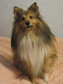 Кобель Шелти ищет невесту 2