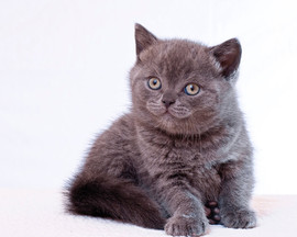 Продаются британские котята 2
