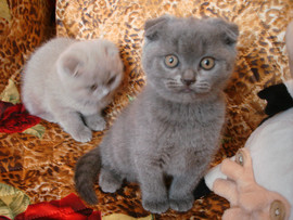 ПЛЮШКИ ВИСЛОУШКИ…)))