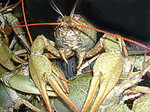 продам оптом живых раков