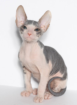 котята породы донской сфинкс