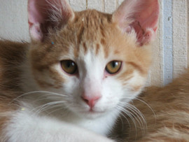 Котенок Курильского бобтейла