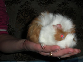 Морская свинка