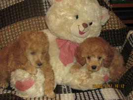 Щенки той-пуделя, шоу