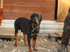 Ротвейлер Макс ищет дом