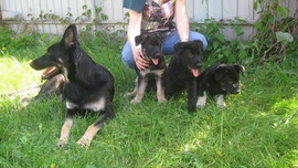 щенки восточноевропейской овчарки