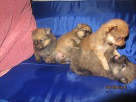 померанцы мальчики очаровашки