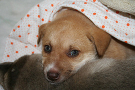 Щенок даром!!