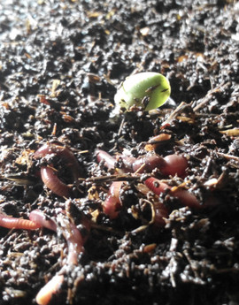 Черви "Старатель"