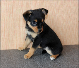 Щенок русского той-терьера, девочка