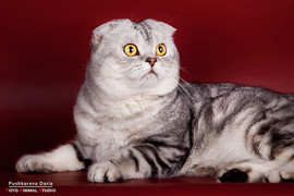 Приглашаем на вязку