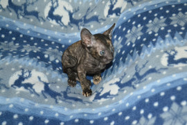 Нарядная миленькая кошечка Корниш рекс 2