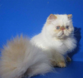 Питомник гималайских кошек Dikanta 9