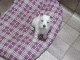 Щенки вест хайленд уайт терьера