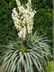 Юкка нитчатая