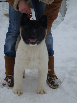 американская акита