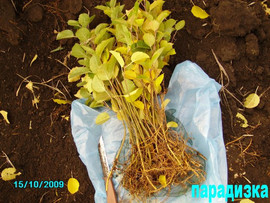 Клоновый (карликовый) яблоневый подвой (парадизка Сердюкова)