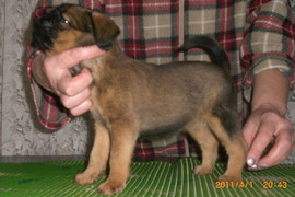 Щенки брюссельского гриффона