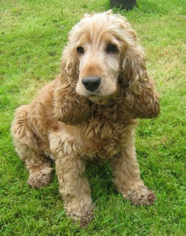 Чарли английский кокер спаниель в дар