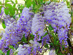 Вистерия Флорибунда