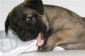 Очаровательная Чара, 1,5 мес., ищет уютный дом и заботливого хоз 2