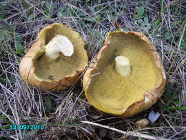 Грибы сушеные. Маслята. 9