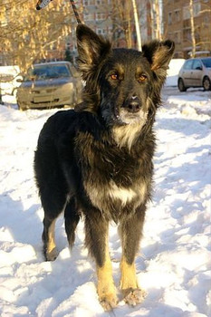 Благородство и доброта её достоинства