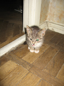 Котята в дар! Их могут вывезти в никуда 5