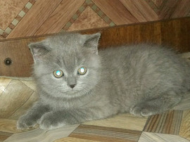 Британские плюшевые котята 2