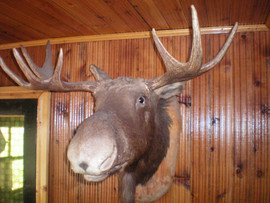 продам головы 5