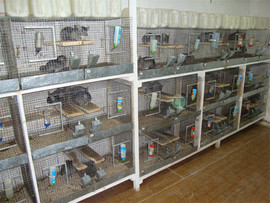 Разведение шиншилл 3