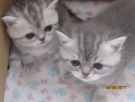 Шотландские страйт котята 3