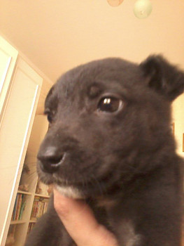 Отдам щенка в добрые руки