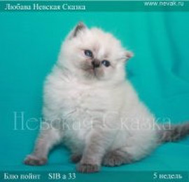 Котята невские голубоглазые!