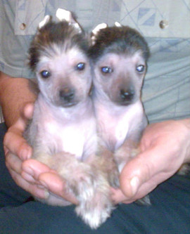 Голые супер мини щенки китайской хохлатой в 6-м поколении