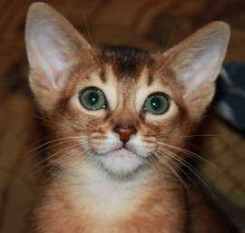 Продаю абиссинских котят