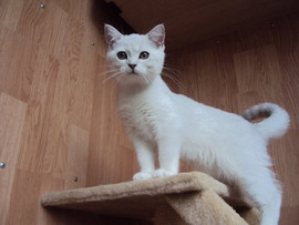 Британские котята окраса шиншилла 2