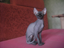 котята канадского сфинкса